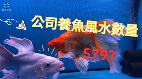 養蝦風水|養魚風水指南：位置高度與飼養條數 